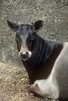 Duiker Prints: Jentink's Duiker Antelope