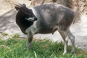 Duiker Prints: Jentink's Duiker Antelope Distribution: Rainforests of Liberia West Africa