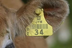 Tagged Gallery: Jersey calf - Bar-coded ear tag