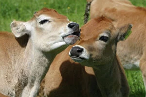 Calves Collection: Jersey calves On a Waikato dairy farm, New Zealand