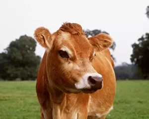 Farm Animals Collection: JERSEY COW