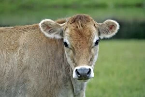 Images Dated 29th August 2007: Jersey Cow - Calf