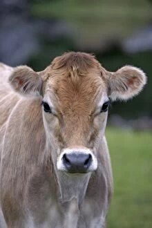 Images Dated 29th August 2007: Jersey Cow - Calf - Close-up Portrait