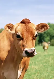 Jersey Cow JAM 66 © James Marchington ARDEA LONDON