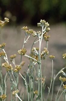 Images Dated 15th September 2009: Jersey Cudweed