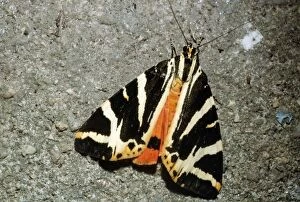 Images Dated 13th September 2006: Jersey Tiger Moth