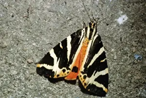 Jersey Tiger Moth