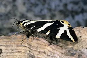 Jersey Tiger Moth