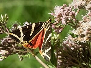 Jersey tiger moth - feeding on pink flower - France