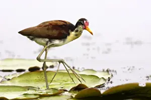 Jacanas Prints: Jeune Jacana noir au bord du lac Sandoval. Perou