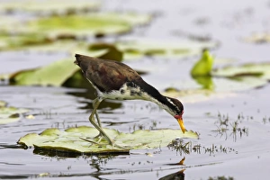 Images Dated 12th September 2006: Jeune Jacana noir au bord du lac Sandoval. Perou