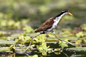 Images Dated 11th September 2006: Jeune Jacana noir au bord du lac Sandoval. Perou