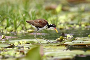 Images Dated 11th September 2006: Jeune Jacana noir au bord du lac Sandoval. Perou