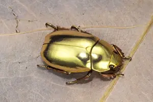 Gold Prints: Jewel Beetle