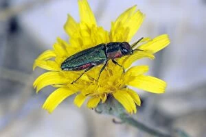 Images Dated 24th February 2009: Jewel Beetle - female on flower, Lower Saxony, Germany