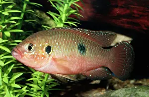 Jewel Cichlid Fam: Cichlidae Nile River, Africa