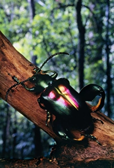 Images Dated 29th July 2008: Jeweled-frog / Scarab Beetle Order: Coleoptera