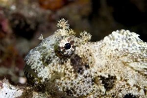 Blenny Gallery: Jewelled Blenny