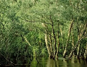 Paperbark Collection: Jim Jim Creek with Paperbark forest including River pandanus (mostly Melaleuca cajuputi, M)