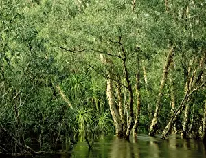 Pandanus Prints: Jim Jim Creek with Paperbark forest including River pandanus (mostly Melaleuca cajuputi)