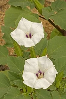 Images Dated 25th August 2006: Jimson Weed Flowers - also called sacred datura. All parts of these plants contain numerous toxic