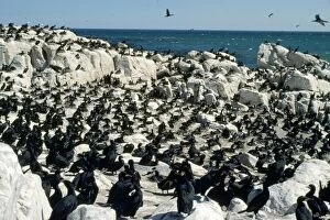 JLM-11370 Cape Cormorant - breeding colonyÂ 
