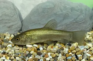 Tench