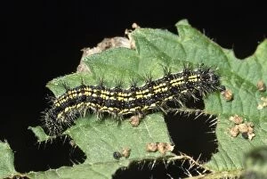 JLM-11449 Small Tortoiseshell BUTTERFLY - larva / caterpillar