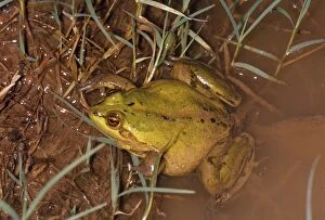 Jlm-1365 Paradox Frog