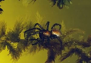 JLM-2050 Water Spider - Underwater