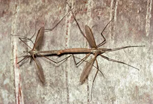JLM-2718 Cranefly / Daddy-long-legs - pair mating