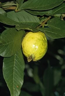 Jlm-2734 Guava - Fruit