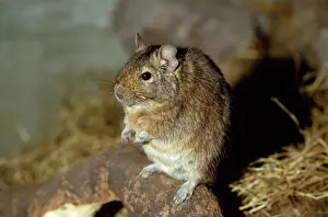 Degu