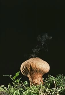 Jlm-4612 Puffball Fungus