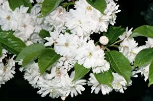 JLM-4988 Flowering CHERRY - close up of flowers