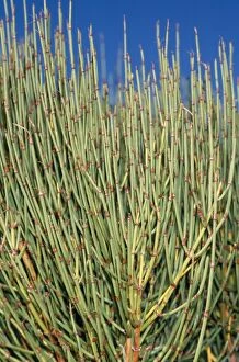 JLM-5920 Mormon Tea - is a medicinal / herbal confier plant, found in deserts