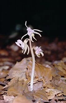 Jlm-7454 Ghost Orchid