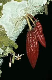 Cocoa Prints: Cocoa
