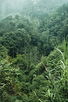 Jlm-8618 Rainforest