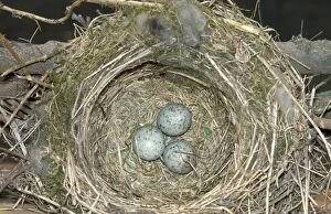JLMO-221 Mistle Thrush - eggs in nest