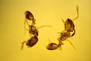 JLMO-2351 Pharaohs Ants
