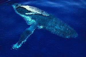 JLR-338 Humpback Whale - female and her week-old calf