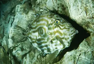 John Dory Fish Disruptine lines / pattern, UK marine