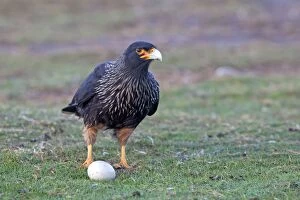Australis Gallery: Johnny Rook / Striated Caracara - with egg