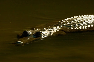 Images Dated 12th July 2008: Johnston Crocodile - portrait of a big Freshwater Crocodile lying in wait in a river