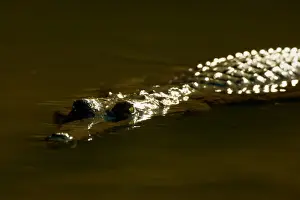 Johnston Crocodile - portrait of a big Freshwater Crocodile lying in wait in a river. Only its eyes, the tip of the snout and a bit of its back is visible, the rest is under water - Windjana Gorge National Park, Kimberley Region, Western Australia