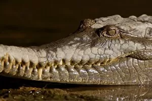 Images Dated 12th July 2008: Johnston Crocodile - side view portrait of a big Freshwater Crocodile lying in wait in a river