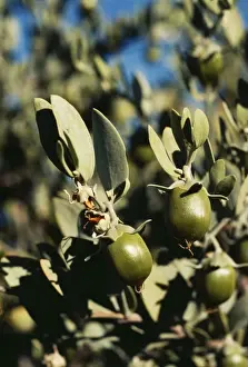 Jojoba Prints: Jojoba FG 4420 Simmondsia chinensis © Francois Gohier / ARDEA LONDON