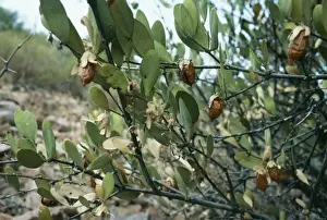 Commerce Prints: Jojoba PM 6472 Beans used to make oil