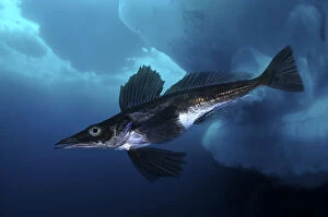 Bellow Water Collection: Jonah's icefish, Neopagetopsis ionah, swimming under ice. Unlike other vertebrates